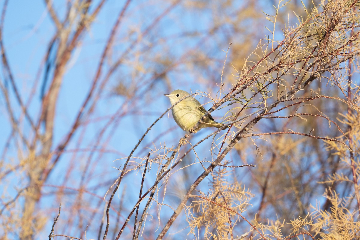 Northern/Mangrove Yellow Warbler - ML646742916