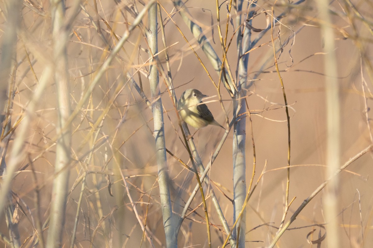 Northern/Mangrove Yellow Warbler - ML646742917