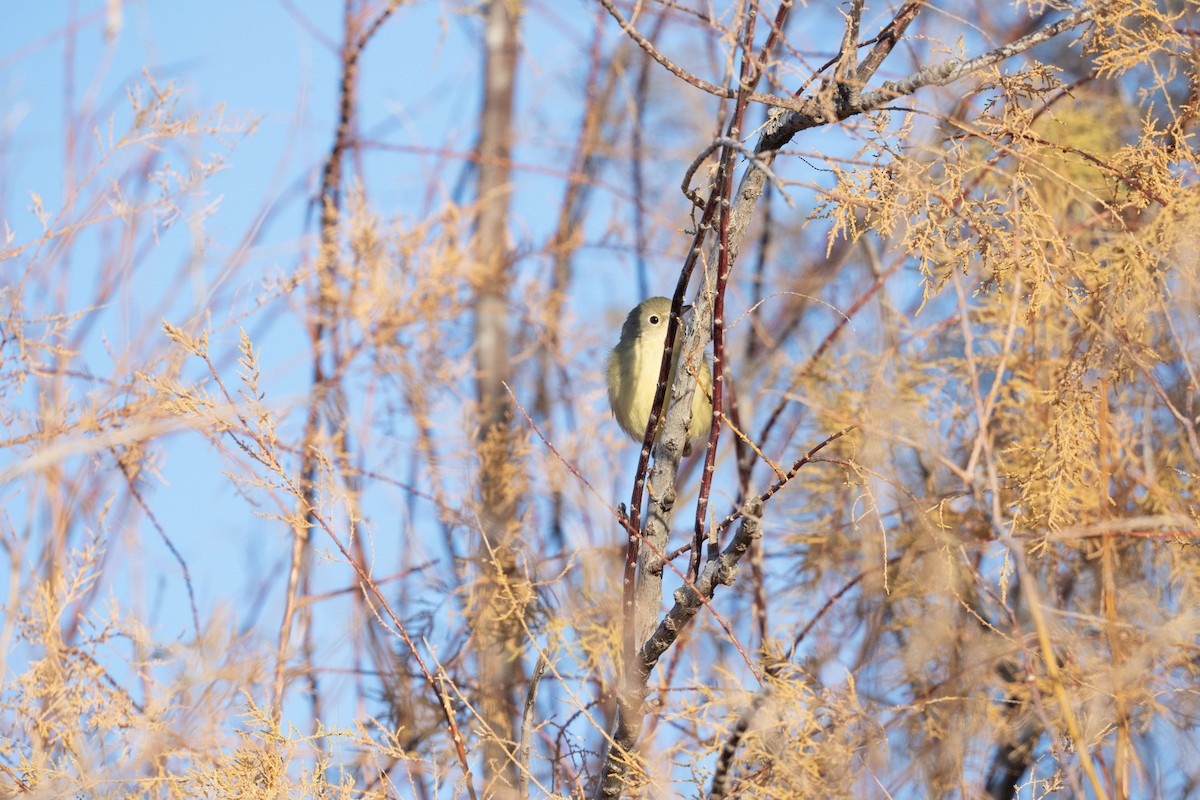 Northern/Mangrove Yellow Warbler - ML646742918
