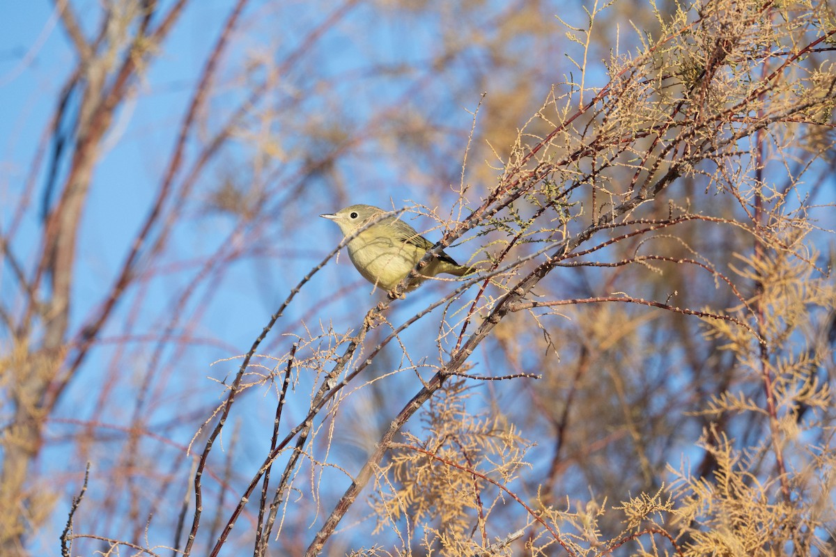 Northern/Mangrove Yellow Warbler - ML646742919