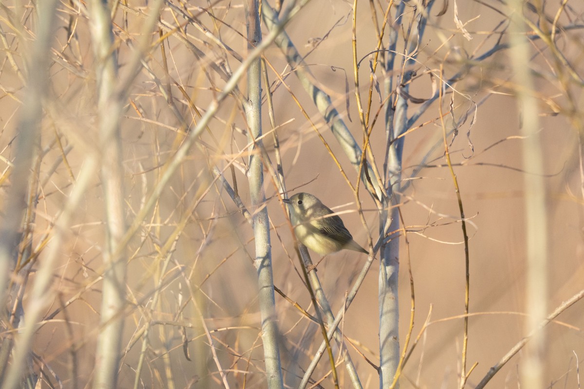 Northern/Mangrove Yellow Warbler - ML646742920