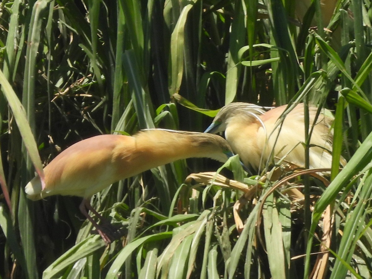 Жёлтая цапля - ML646742923