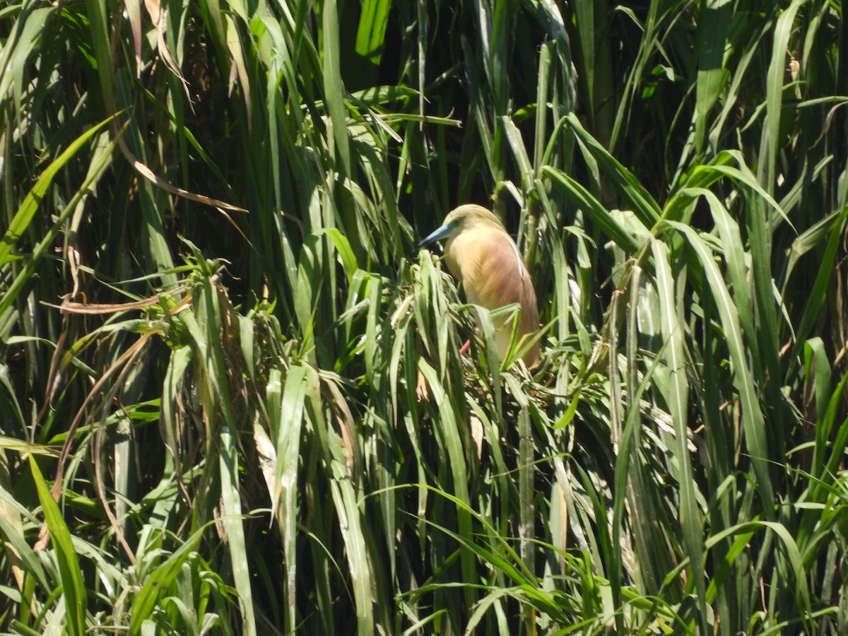 Жёлтая цапля - ML646742924