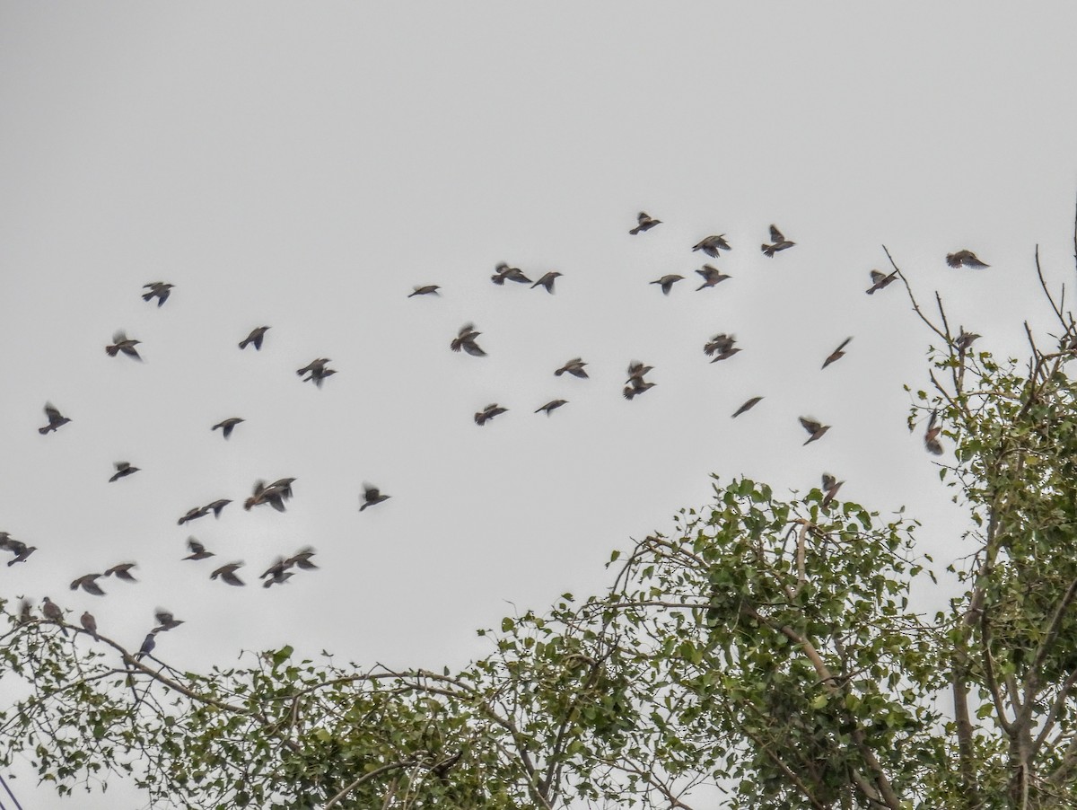 Chestnut-tailed Starling - ML646742929