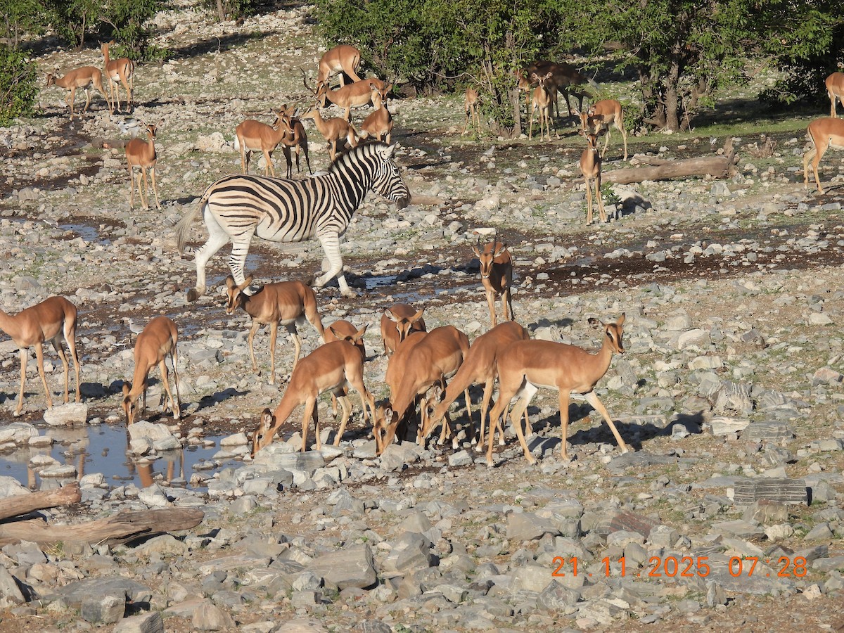 Animals - ML646742931