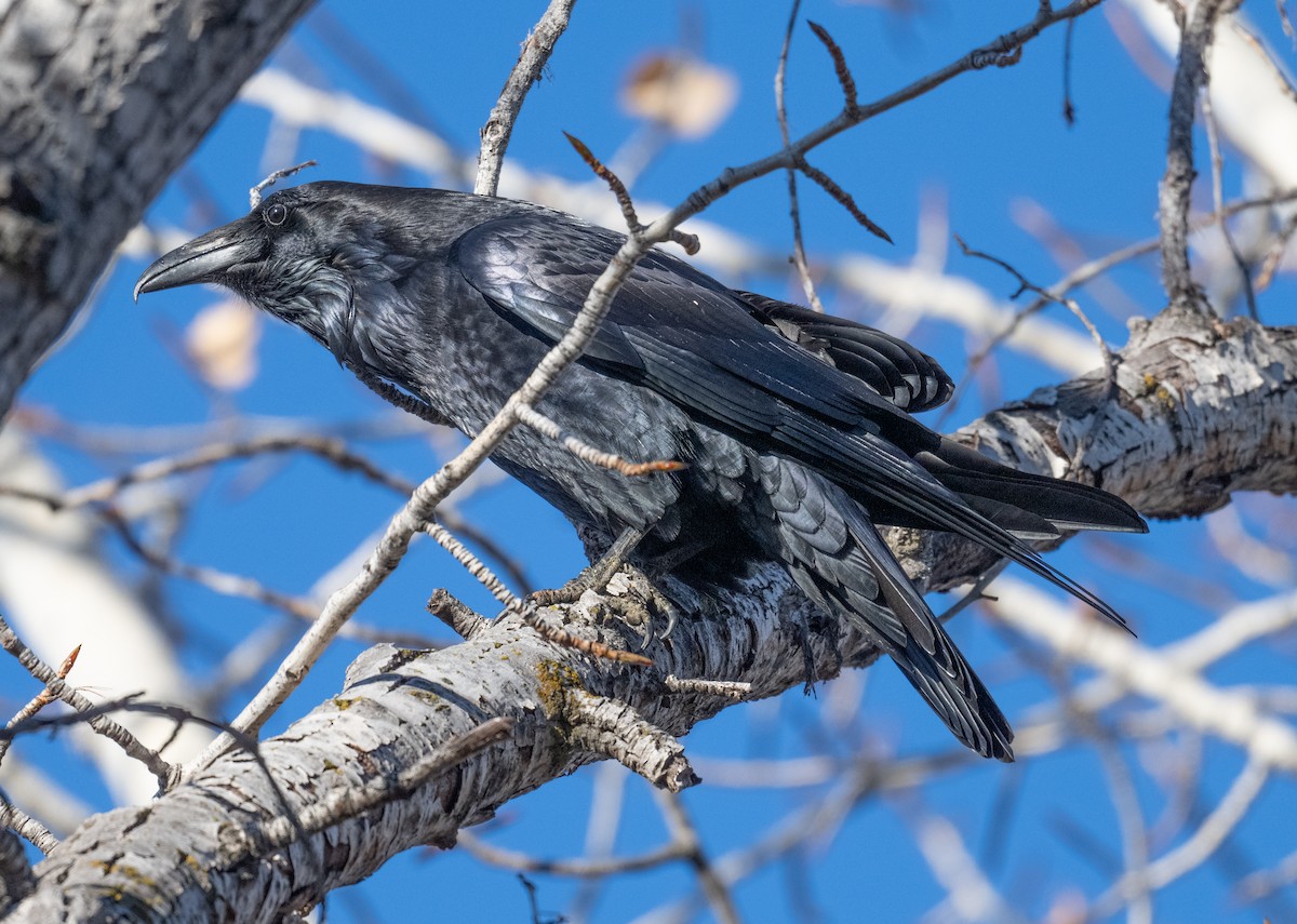 עורב שחור - ML646742932