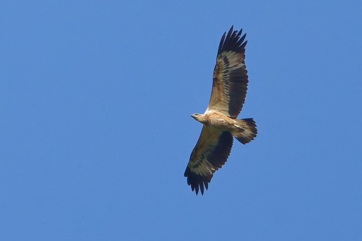 Белобрюхий орлан - ML646742933