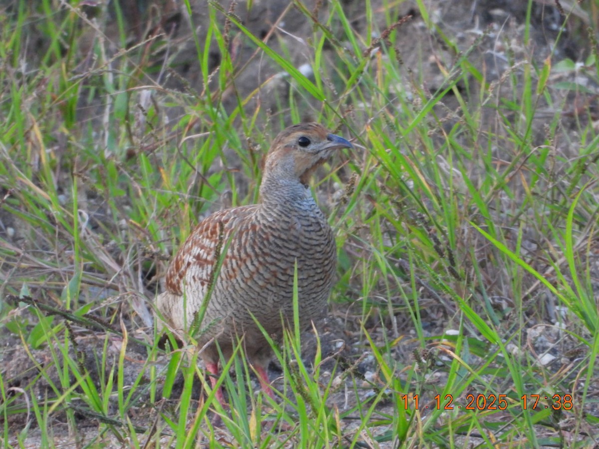 Gray Francolin - ML646742934