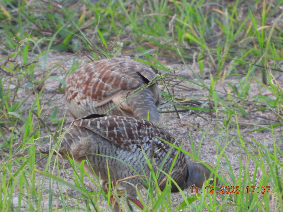 Gray Francolin - ML646742935