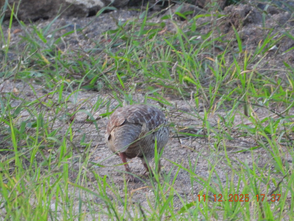 Gray Francolin - ML646742936