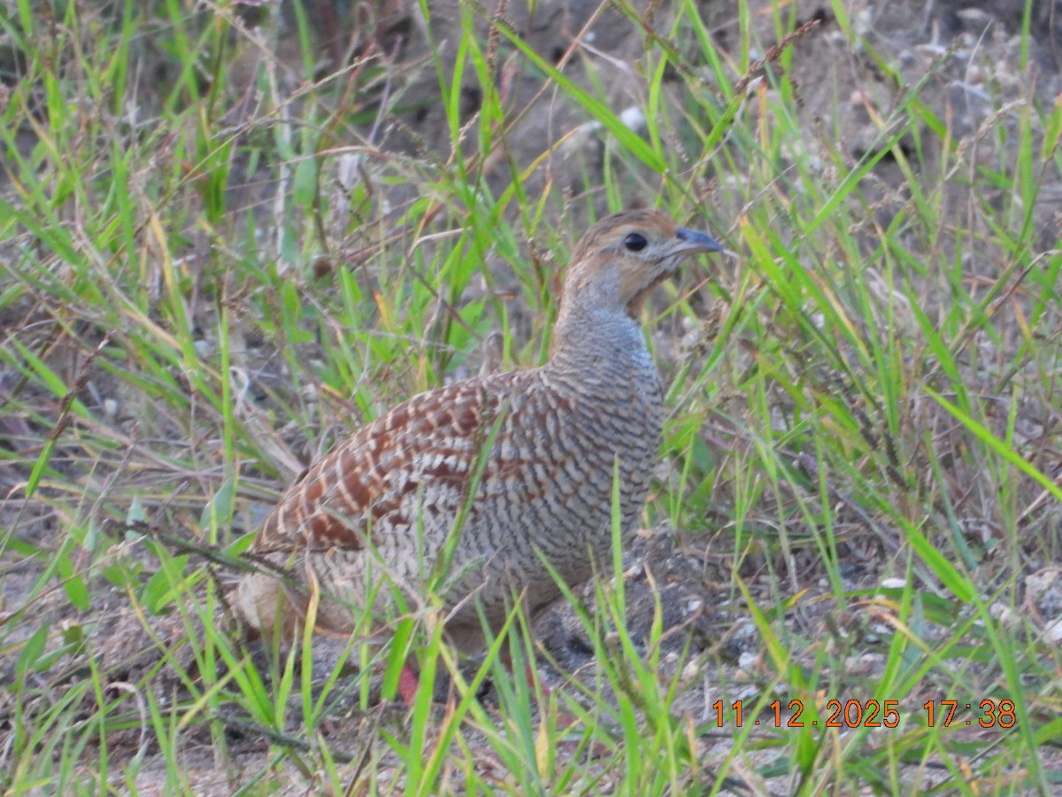 Gray Francolin - ML646742937