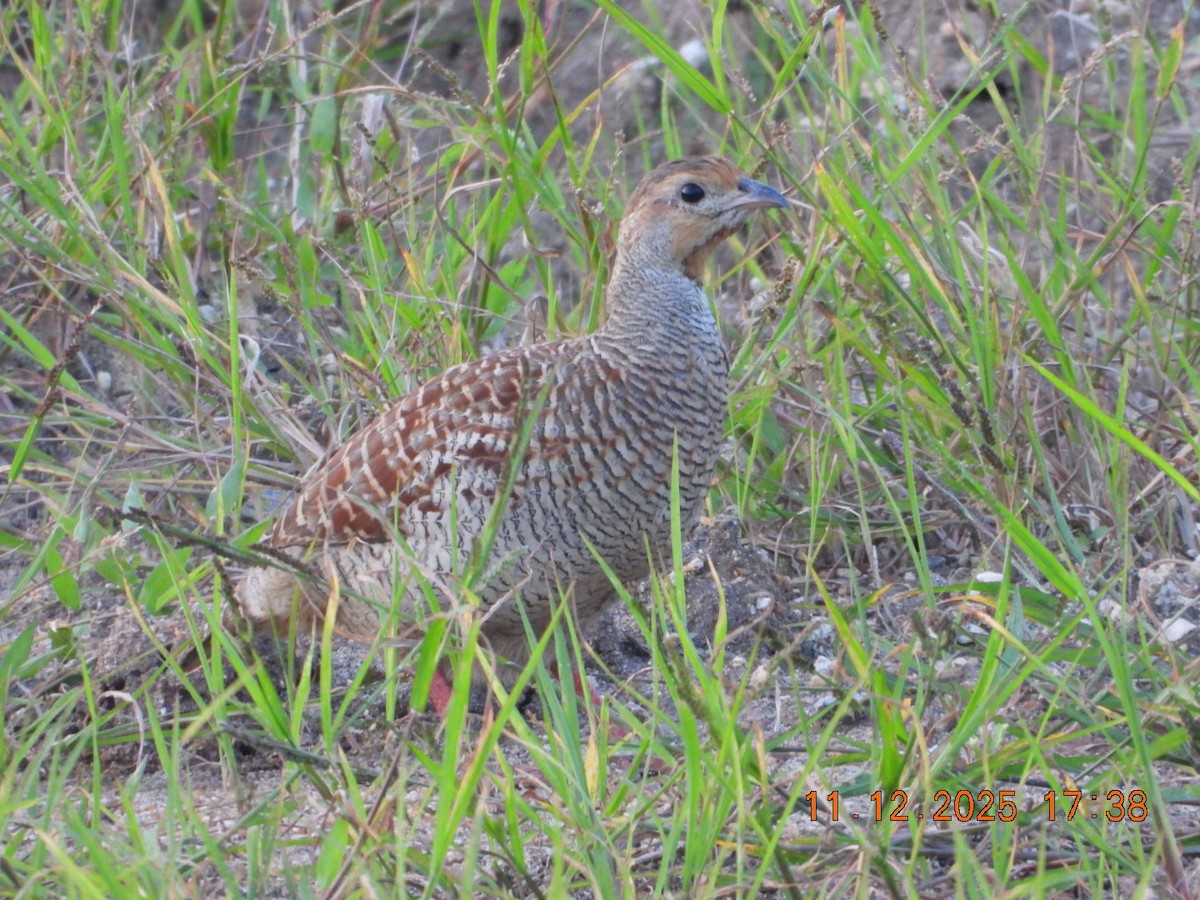 Gray Francolin - ML646742938