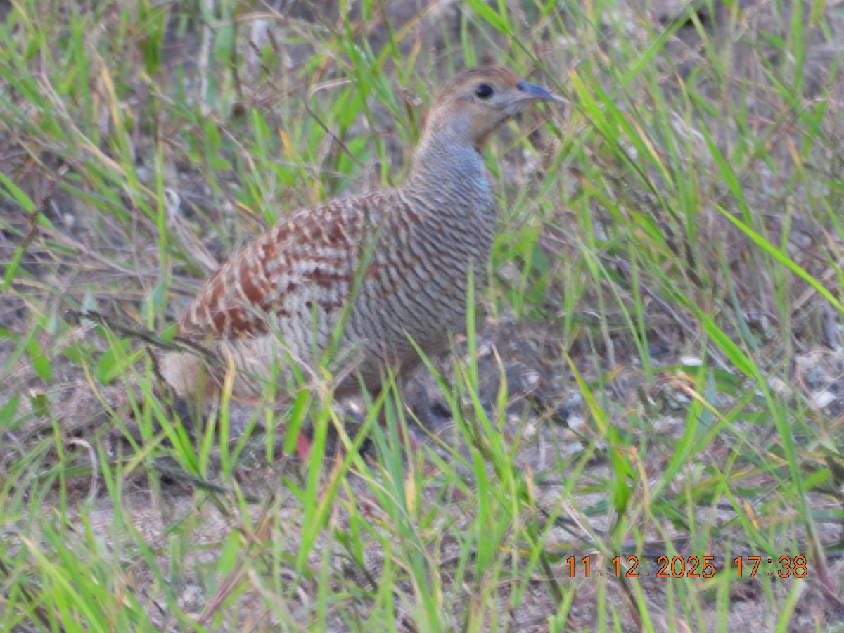 Gray Francolin - ML646742939