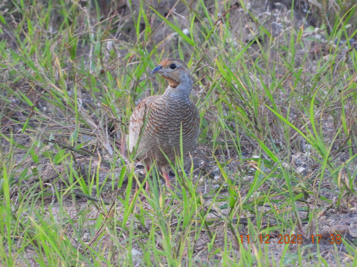 Gray Francolin - ML646742940