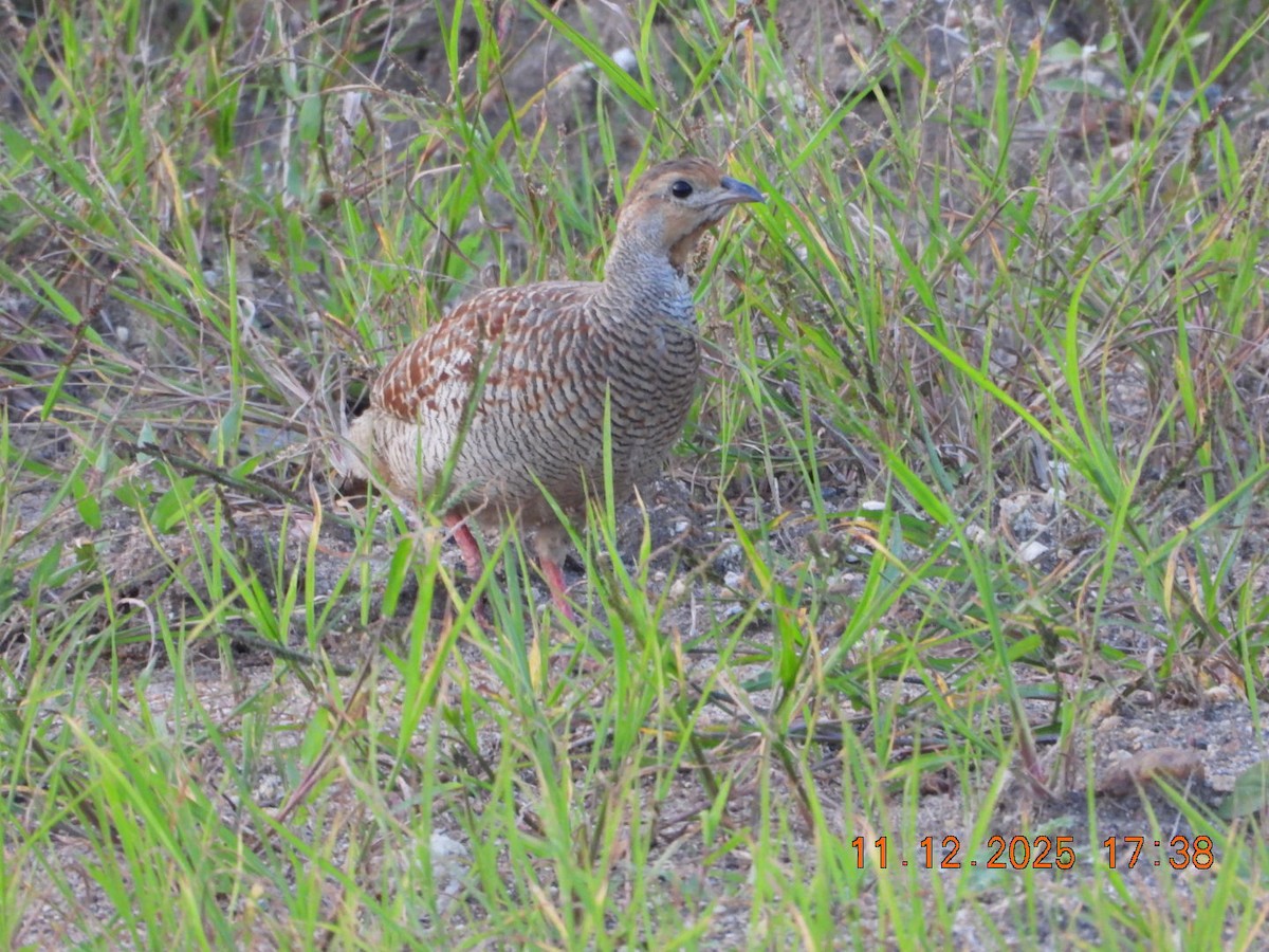 Gray Francolin - ML646742941