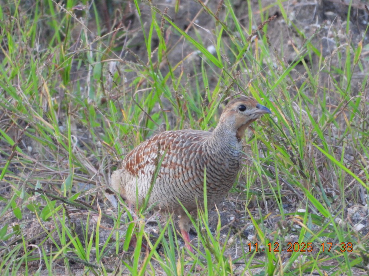 Gray Francolin - ML646742942