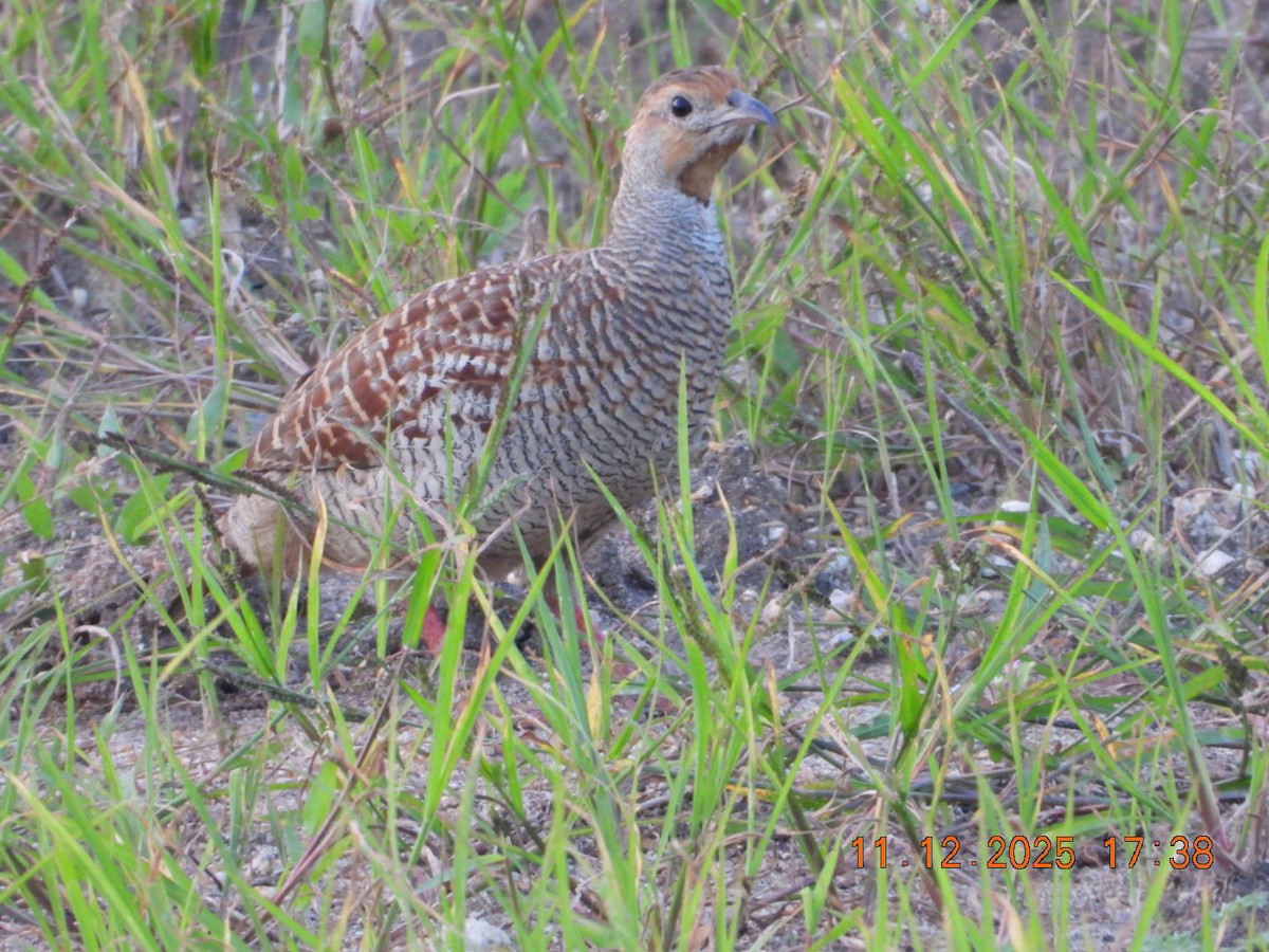 Gray Francolin - ML646742943