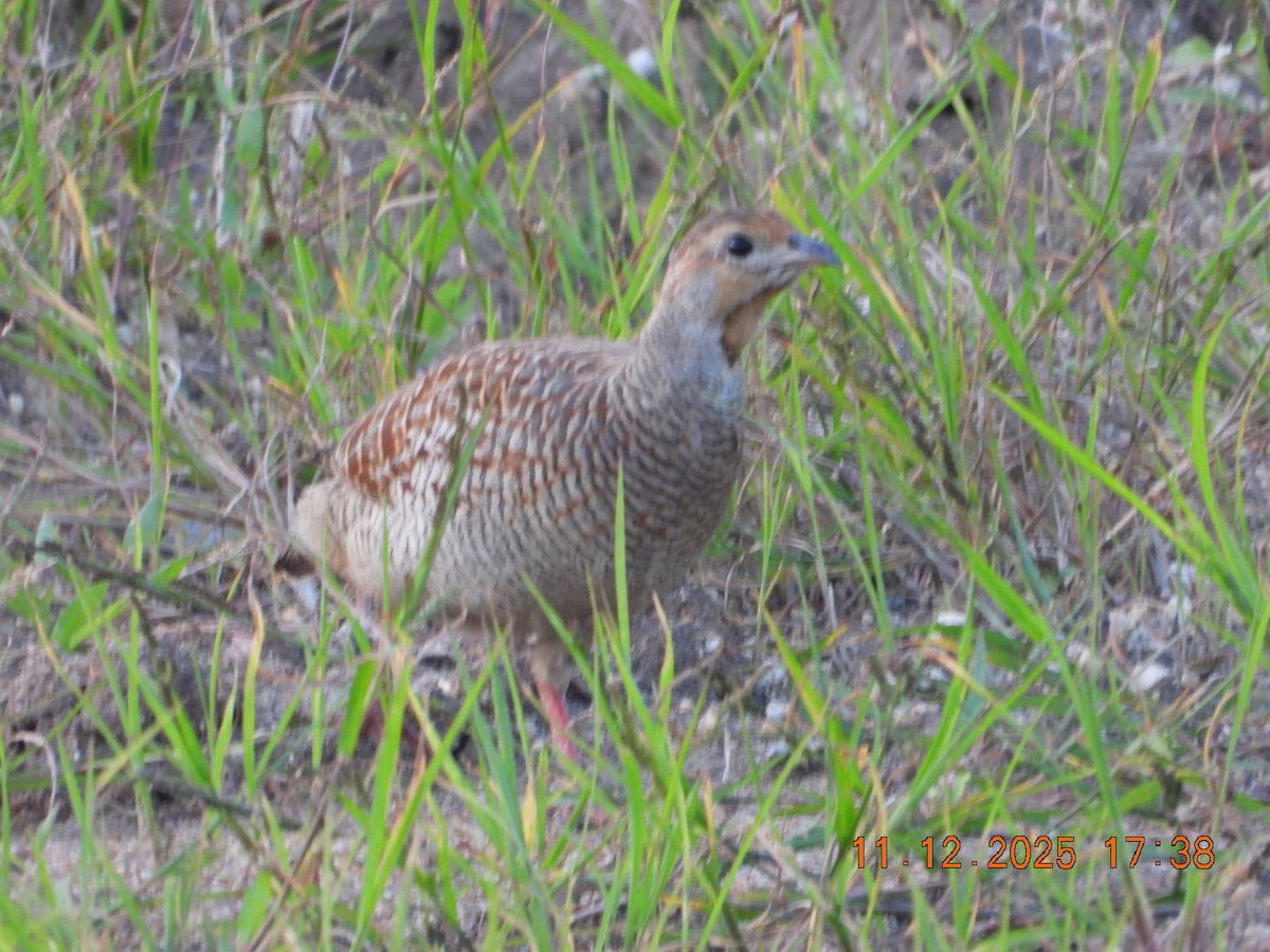 Gray Francolin - ML646742944