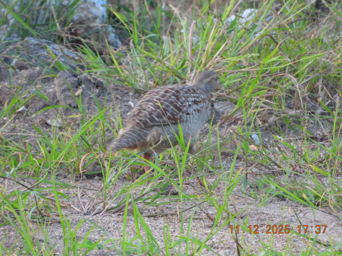 Gray Francolin - ML646742945