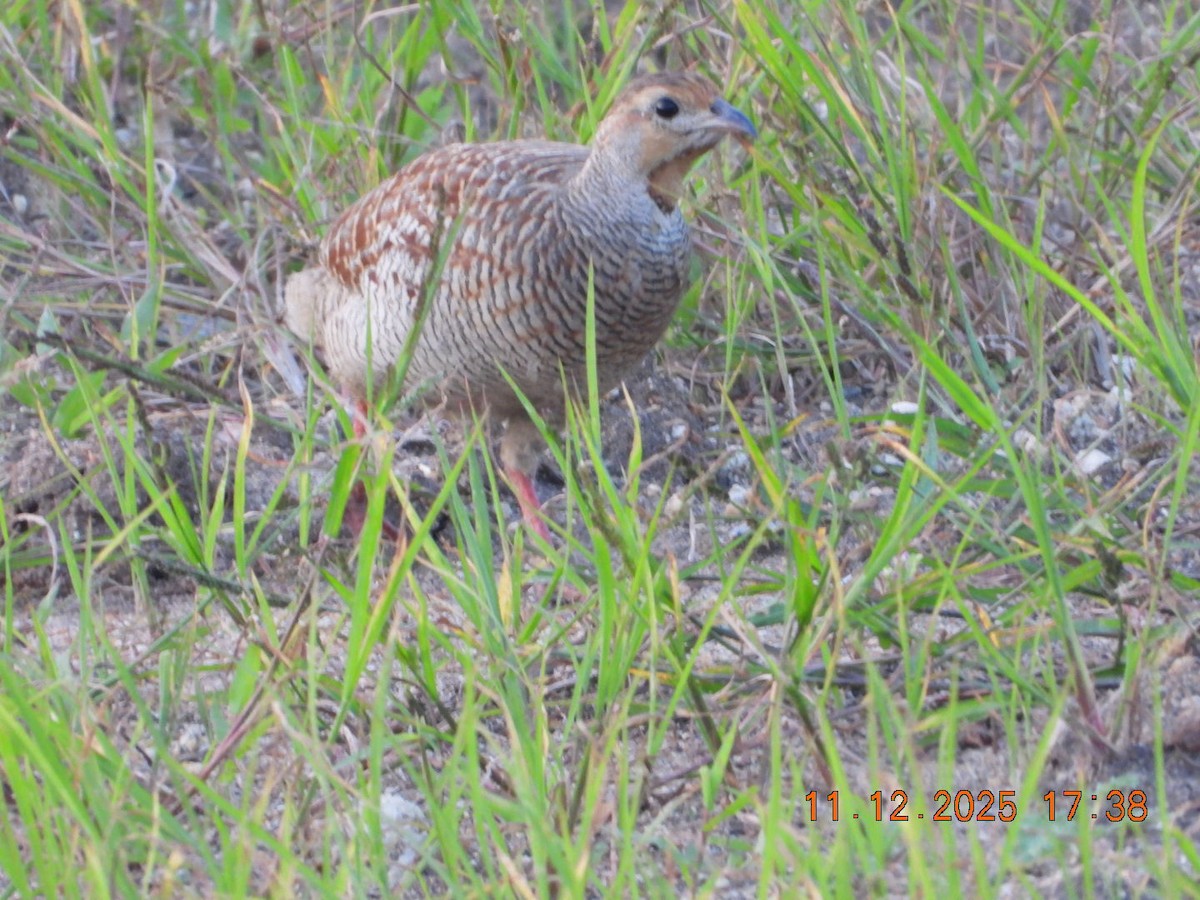 Gray Francolin - ML646742946