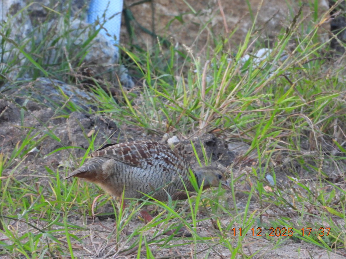 Gray Francolin - ML646742947