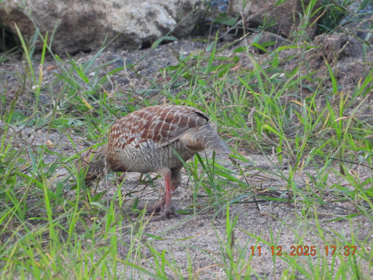 Gray Francolin - ML646742948