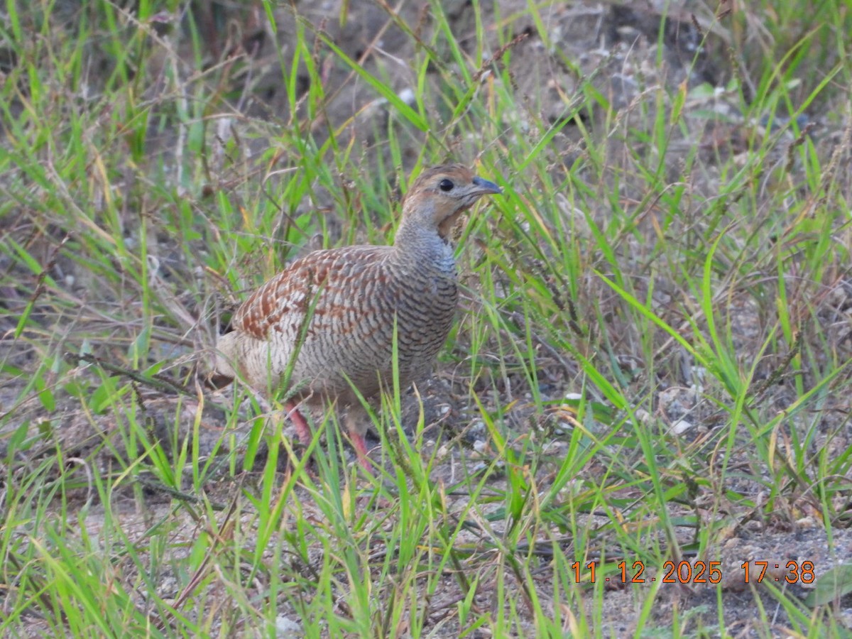 Gray Francolin - ML646742949