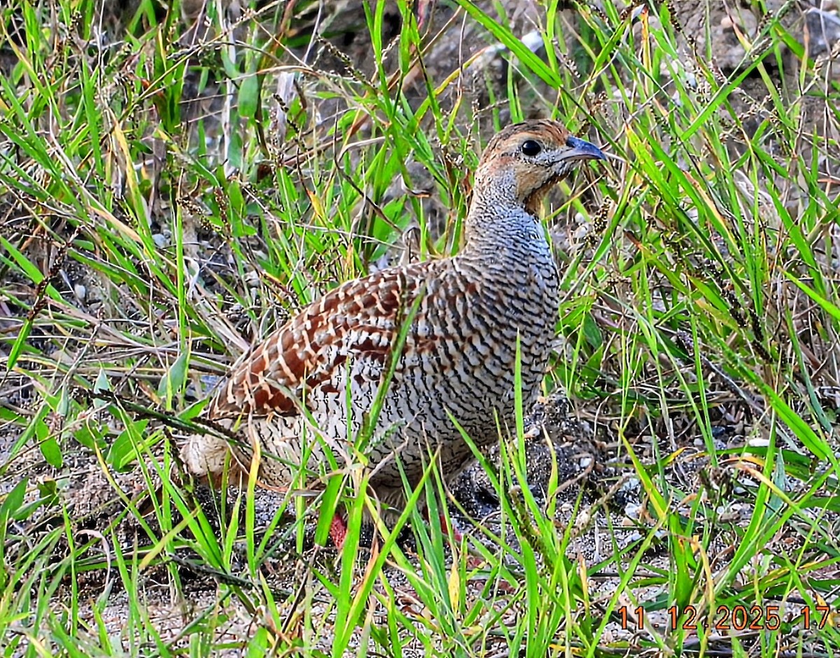 Gray Francolin - ML646742950