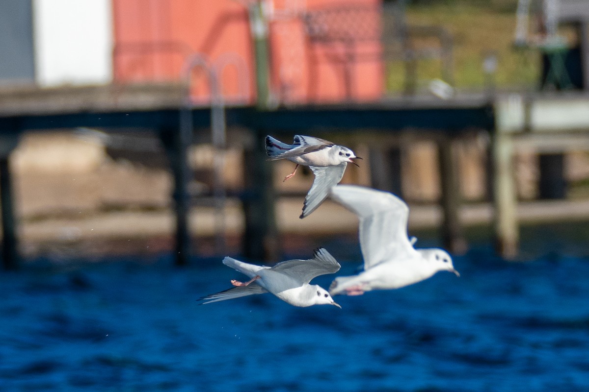 Gaviota Enana - ML646742954