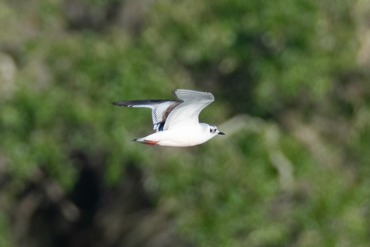 Gaviota Enana - ML646742955