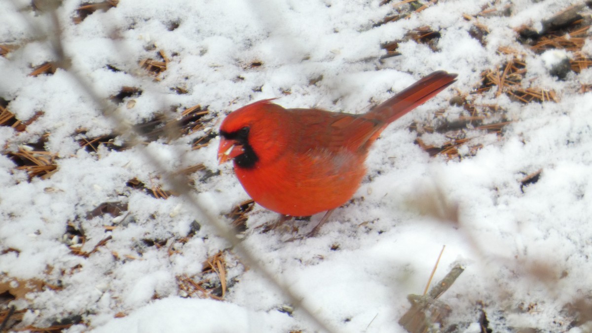 Kardinal arrunta - ML646742956