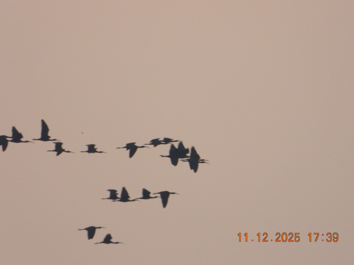 Mignattaio - ML646742957