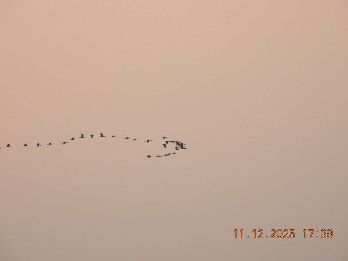 Mignattaio - ML646742958