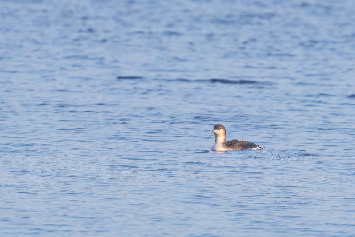 Arctic Loon - ML646742961