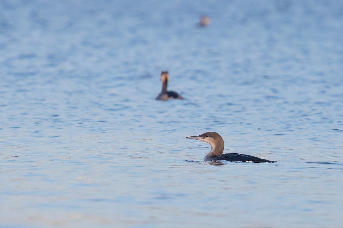 Arctic Loon - ML646742962