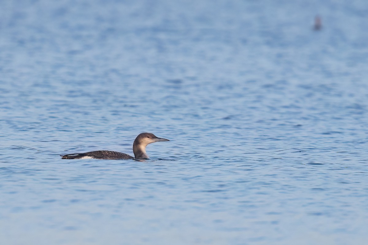 Arctic Loon - ML646742963