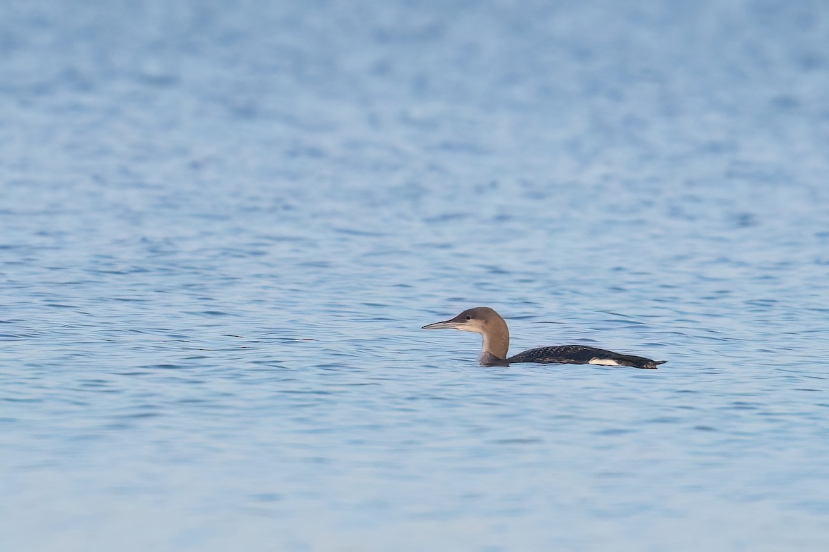 Arctic Loon - ML646742964