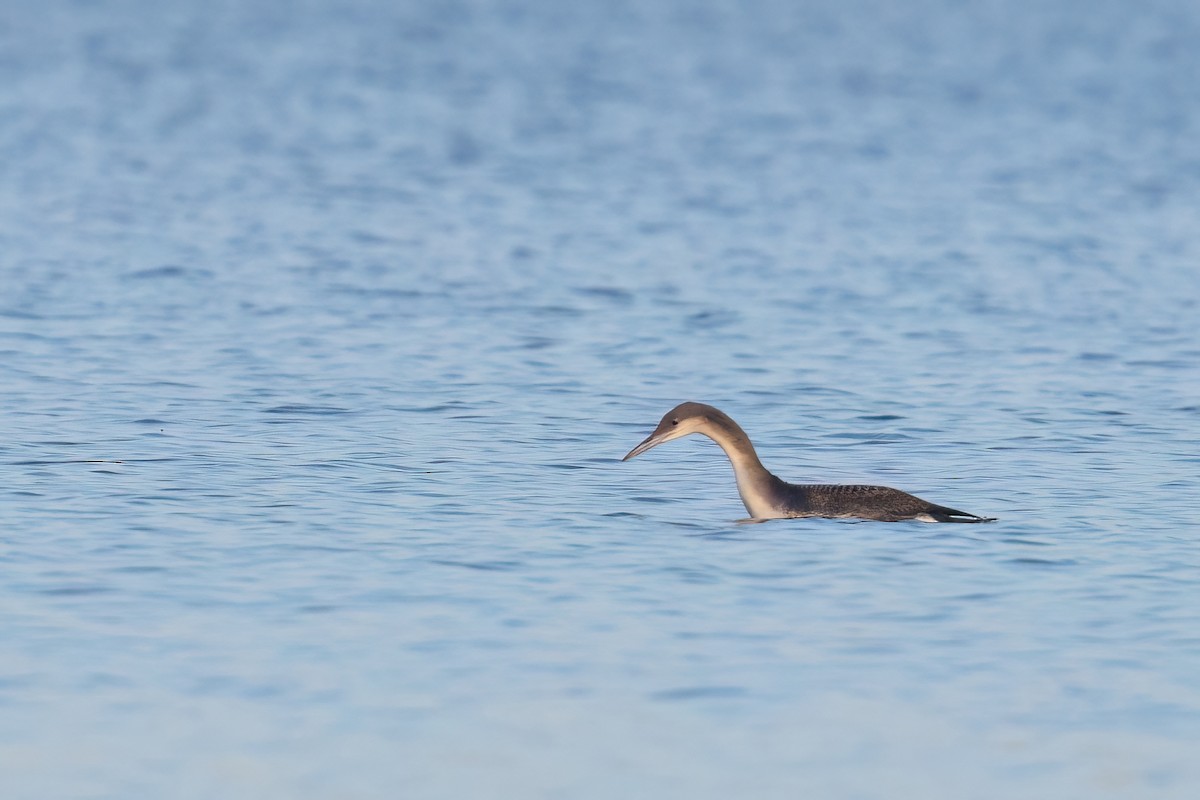 Arctic Loon - ML646742965