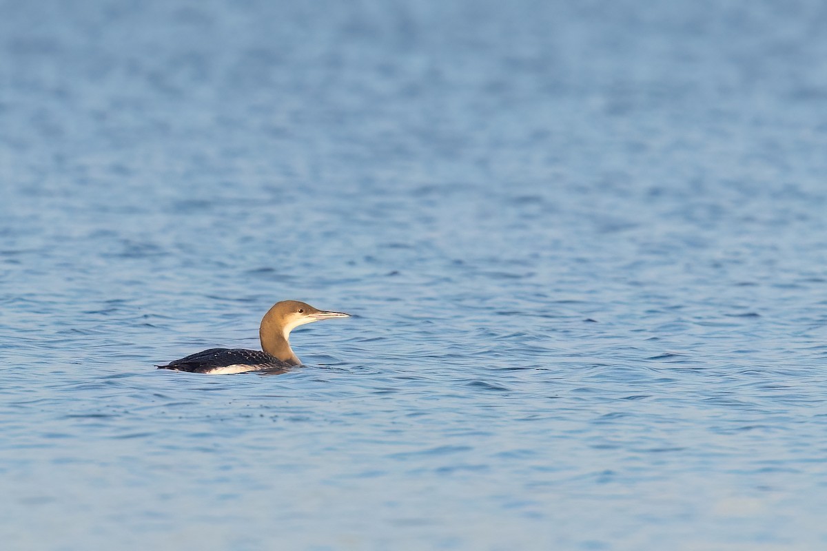 Arctic Loon - ML646742966
