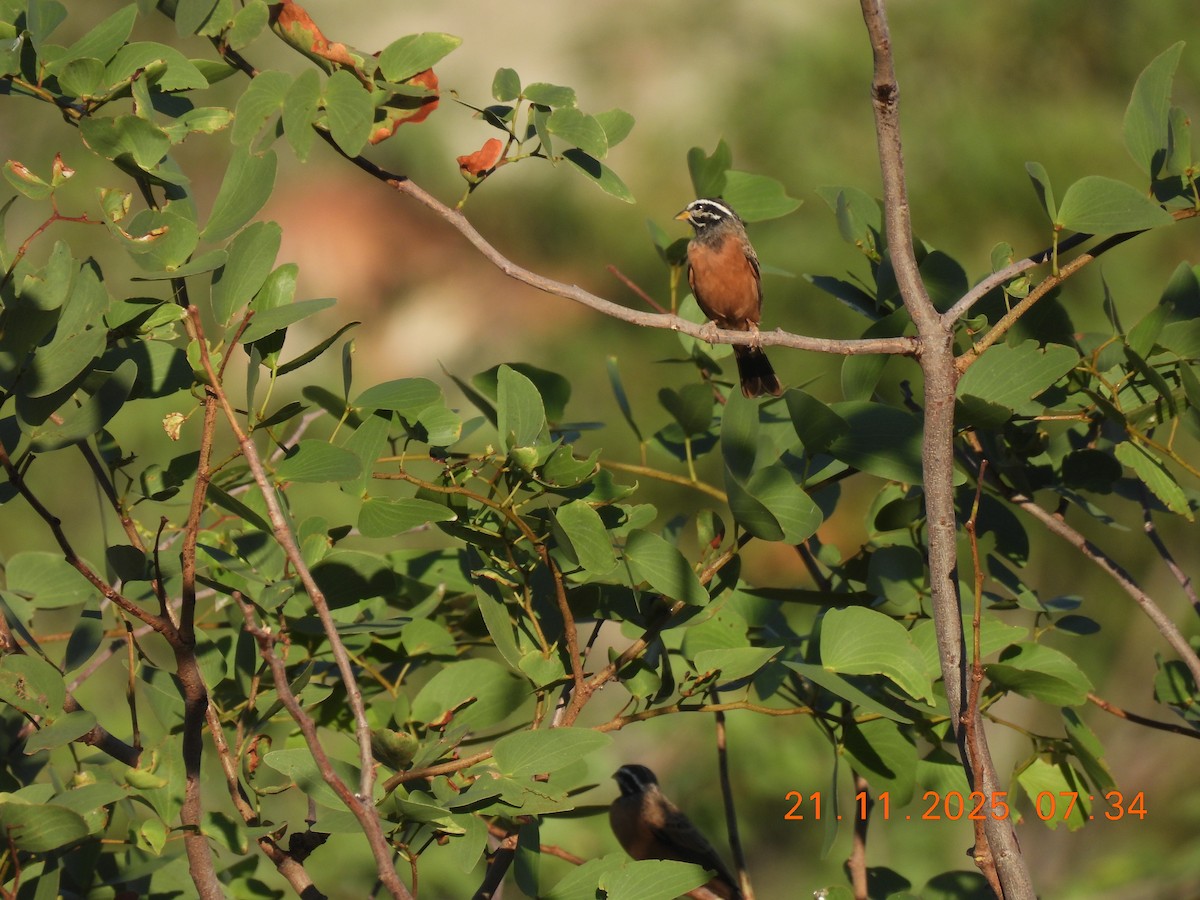 Cinnamon-breasted Bunting - ML646742968