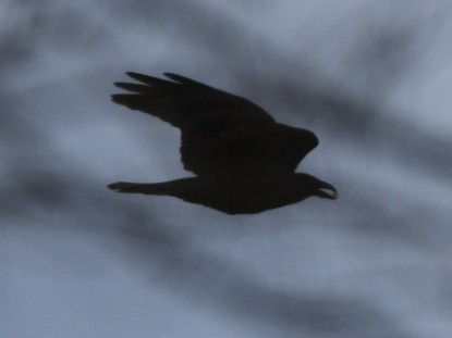 עורב שחור - ML646742971