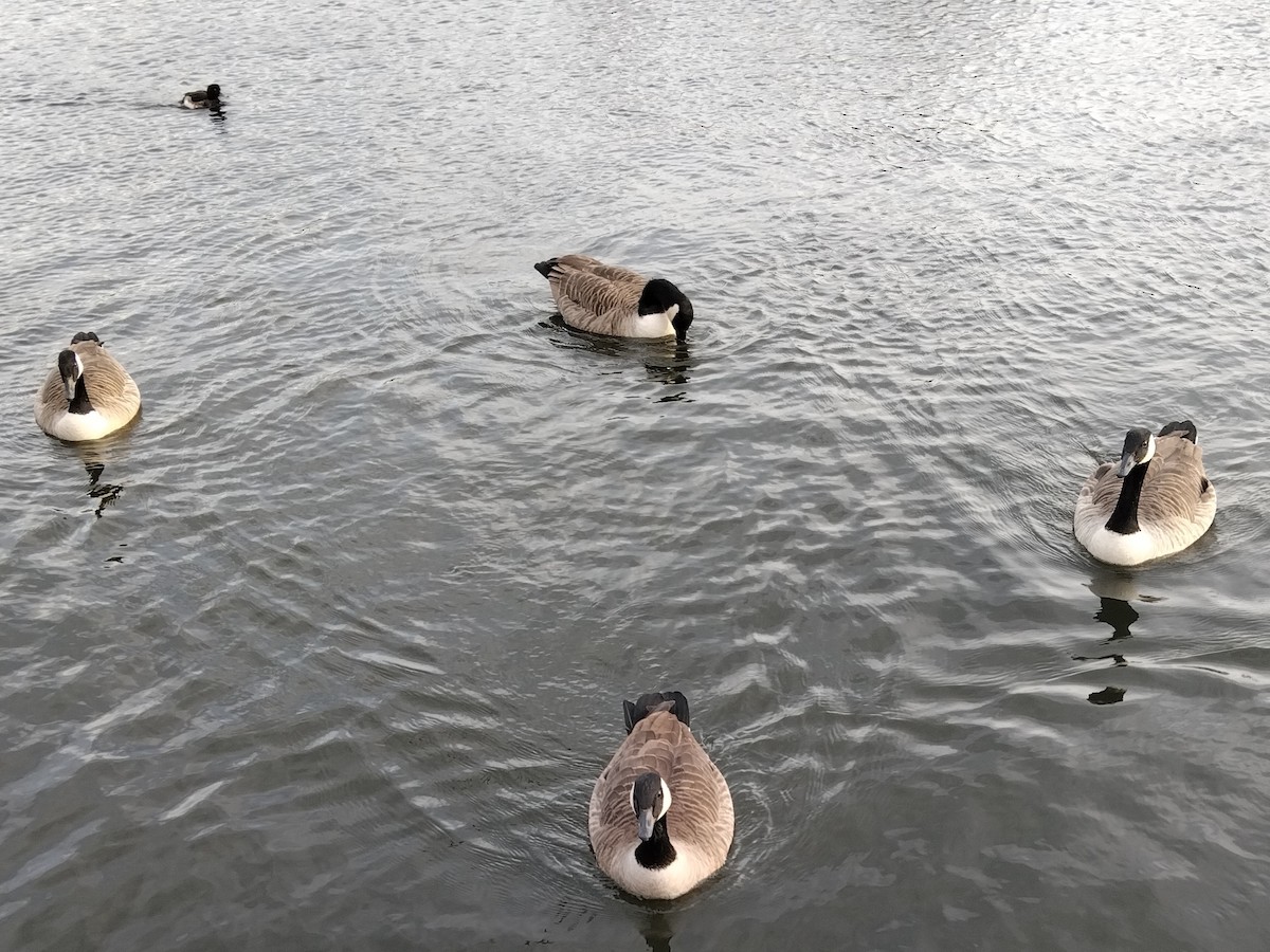 Канадская казарка - ML646742972