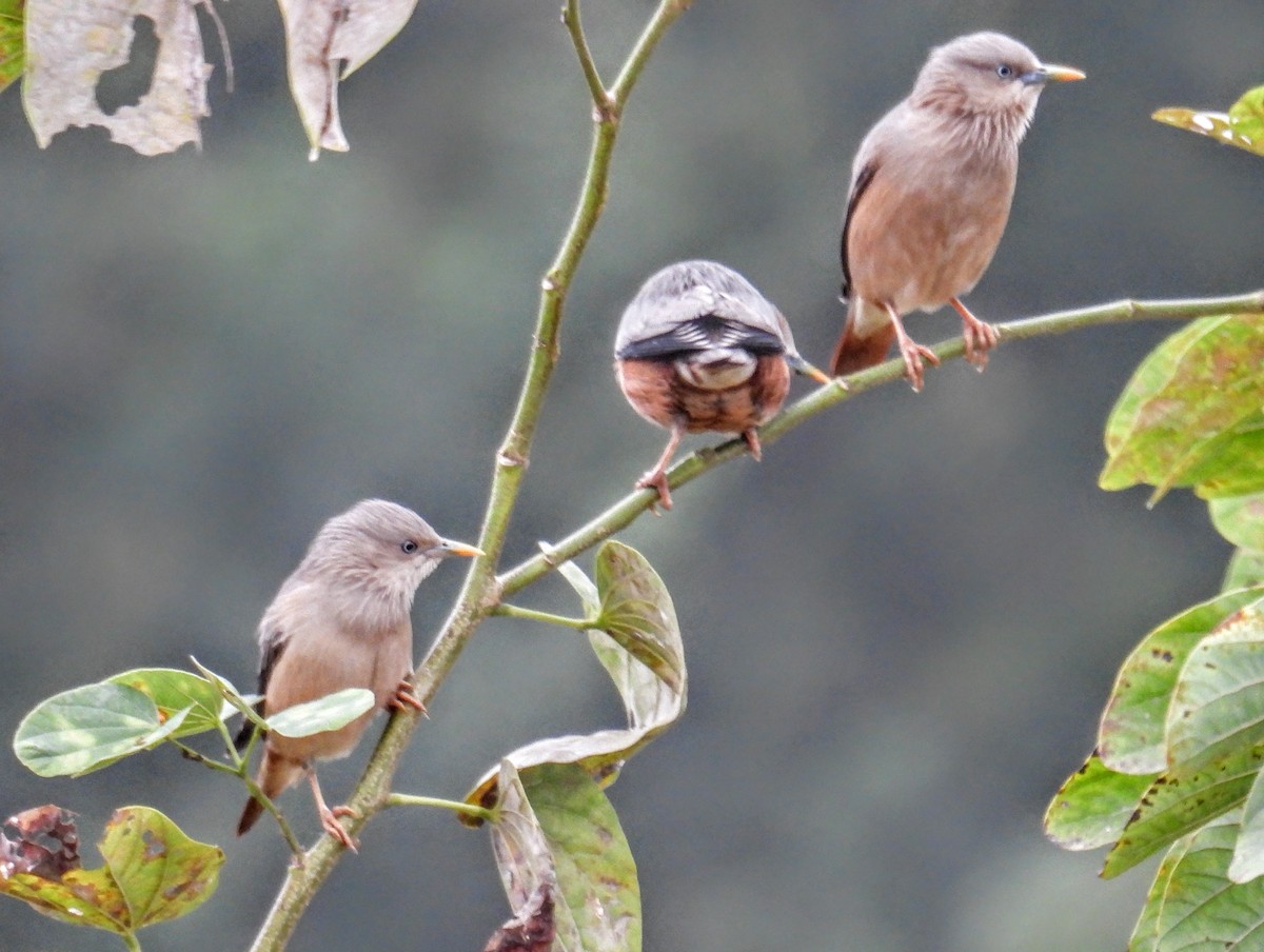 Chestnut-tailed Starling - ML646742974