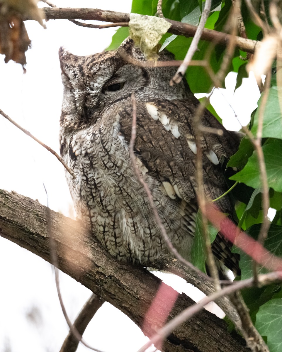 Western Screech-Owl - ML646742977