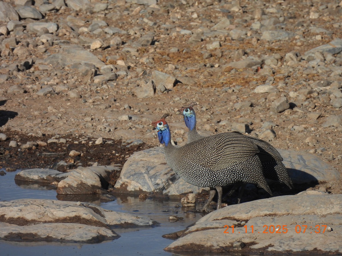 Helmeted Guineafowl - ML646742978