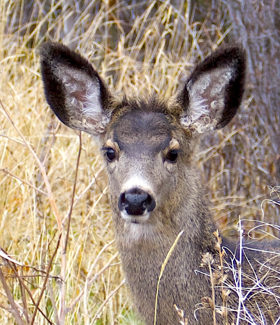 ミュールジカ - ML646742980