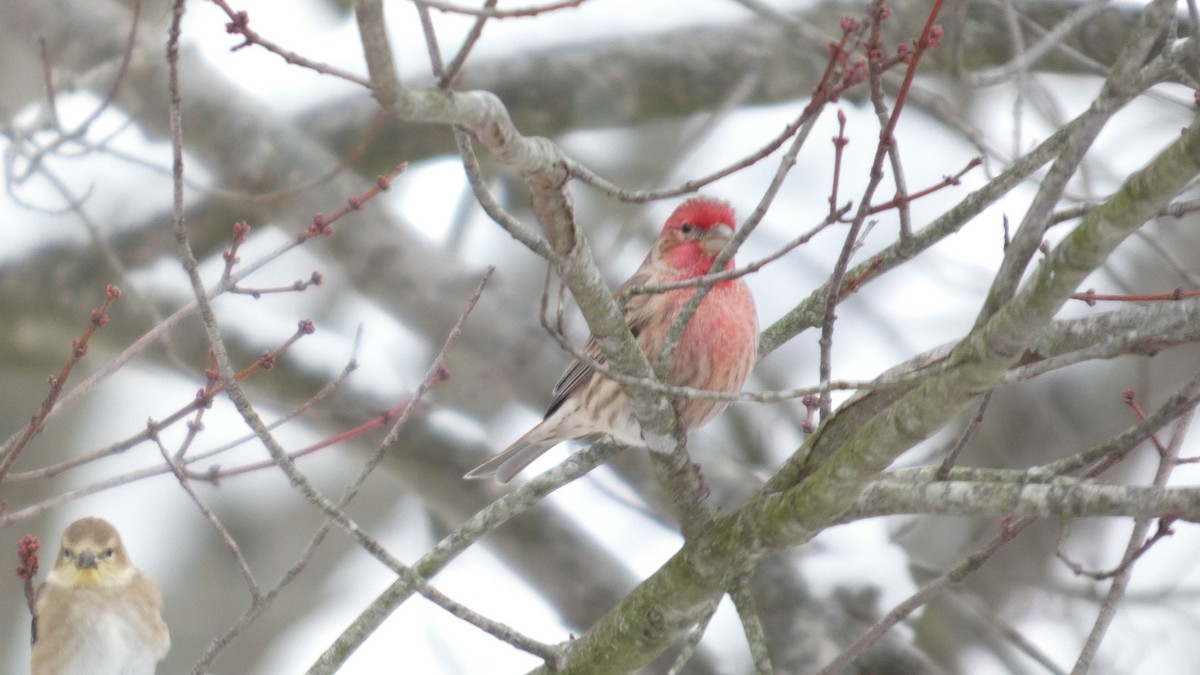 Burugorri arrunta - ML646742981