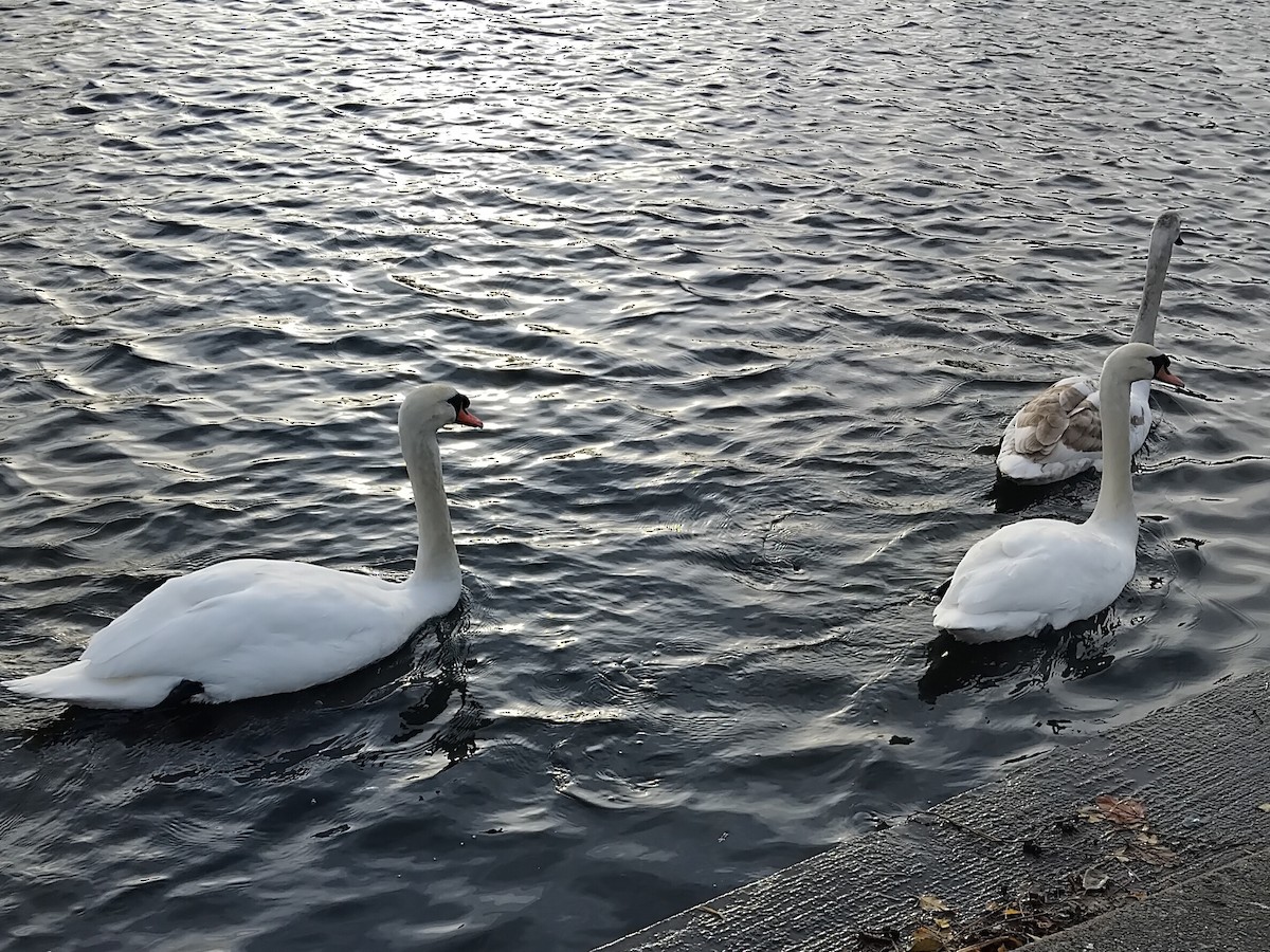 Лебедь-шипун - ML646742982