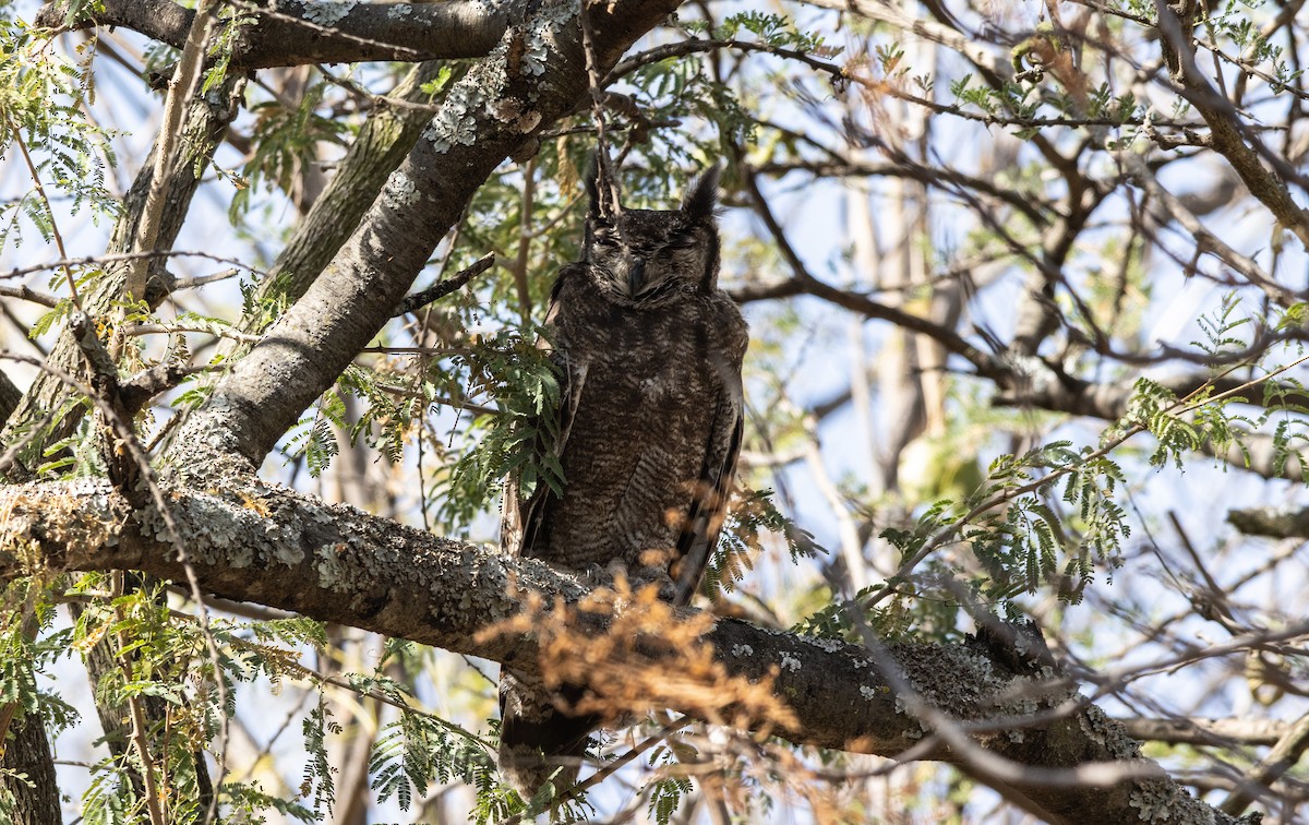 Grayish Eagle-Owl - ML646742984