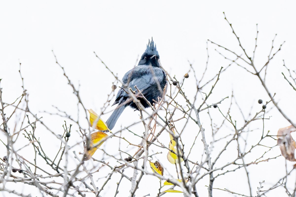 Phainopepla - ML646742985